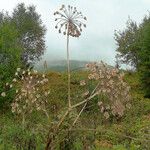 Heracleum sosnowskyi Fruto