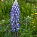 Lupinus nootkatensisFlower