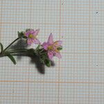 Rhodalsine geniculata 花