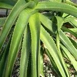 Aloe helenae Blatt