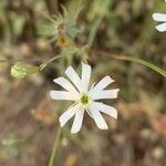 Silene portensis Blüte