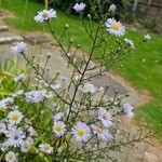 Symphyotrichum novi-belgii Habitus