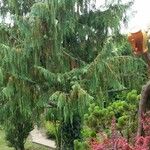 Cupressus cashmerianaLevél