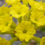 Abronia latifolia Flower