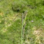 Carex nigra 花