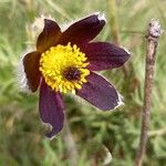 Pulsatilla montana Bloem