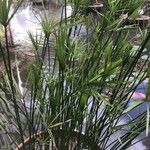 Cyperus alternifolius Листок