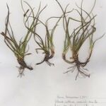 Carex ericetorum Агульны выгляд