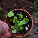 Cochlearia officinalis Leaf