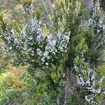 Erica arborea 花