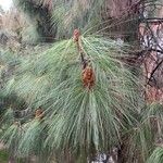 Pinus canariensis List