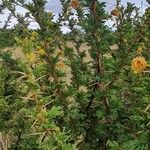 Vachellia hockii Övriga