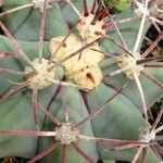 Ferocactus emoryi Fulla