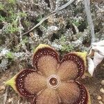 Edithcolea grandis Ostatní