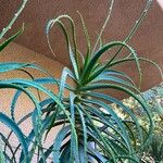 Aloe arborescens पत्ता