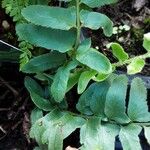 Polystichum acrostichoides Leaf