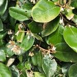 Elaeagnus × submacrophylla Hoja