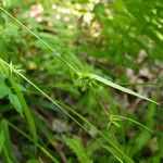 Carex folliculata Pokrój