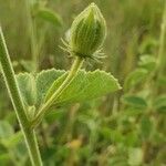 Hibiscus flavifolius Other