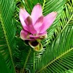 Curcuma alismatifolia Flor