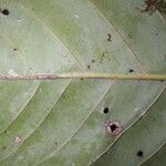 Pouteria calistophylla Leaf