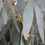 Eucalyptus tereticornis Leaf