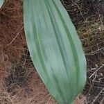 Coelogyne imbricata List