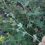 Potentilla argentea Leaf