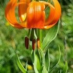 Lilium carniolicum Bloem