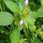 Galeopsis tetrahit Flower