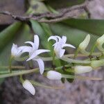 Cyrtorchis ringens Flower