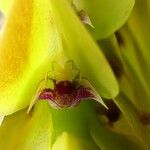 Bulbophyllum occultum 花