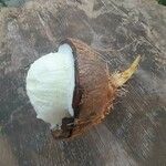 Cocos nucifera Fruto