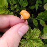 Rubus chamaemorus Fruit