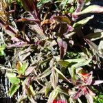 Castilleja tenuiflora पत्ता