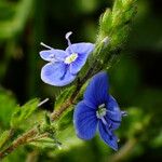 Veronica chamaedrys Flower