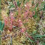 Drosera anglica Folha