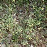 Hippocrepis ciliata Habitat