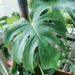 Monstera deliciosaপাতা