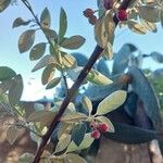 Cotoneaster pannosus Fruit