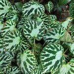 Begonia imperialis Hábito