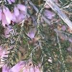 Erica australis Leaf