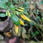 Justicia floribunda 花