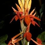 Aphelandra aurantiaca Flor