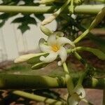 Carica papaya Flower