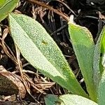 Lindelofia longiflora Hoja