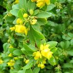 Berberis virescens