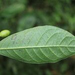 Coussarea caroliana Leaf