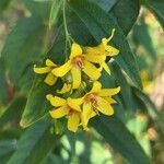 Lysimachia vulgarisKvět