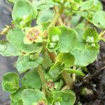 Chrysosplenium americanum عادت